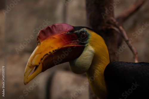 yellow billed toucan