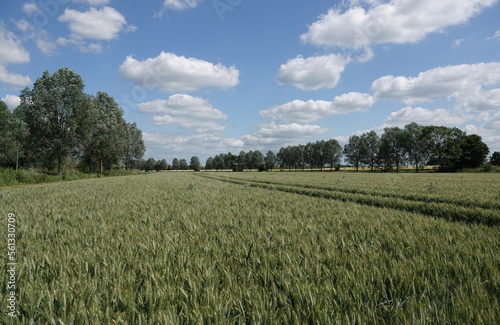 An farmer's field of unripe wheat growing in the English countryside. 
