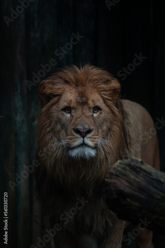 portrait of a lion
