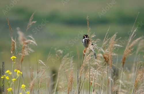 A male reed bunting perching in a reed bed on a summer's day. 