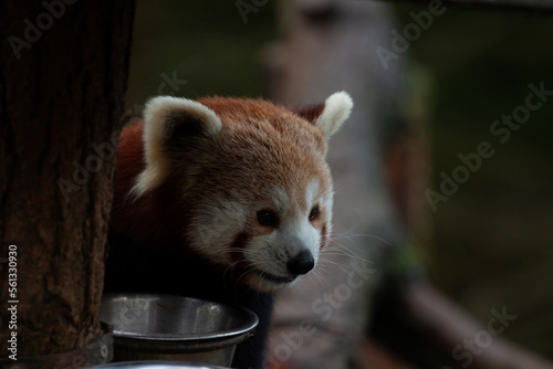 red panda bear