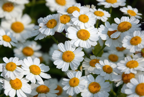 A closeup image of feverfew, tanacetum parthenium, a flowering plant in the daisy family.  photo