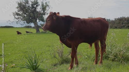 Bull grazing on the green field