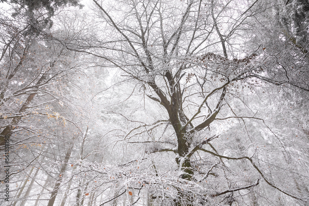 Fototapeta premium big beech tree in snow and frost
