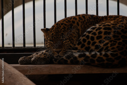 leopard in the cage