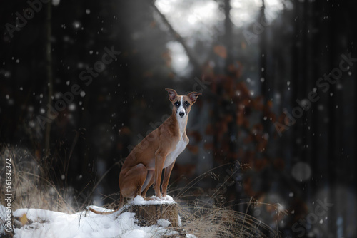 Pies brązowy whippet w ciemnym magicznym lesie 