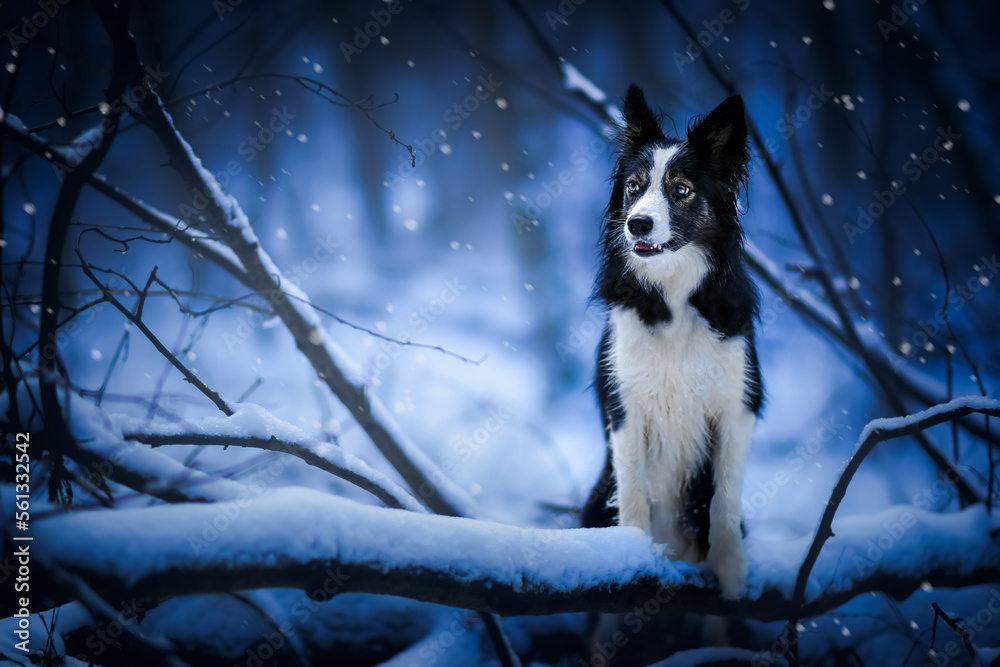 Pies border collie w magicznym lesie