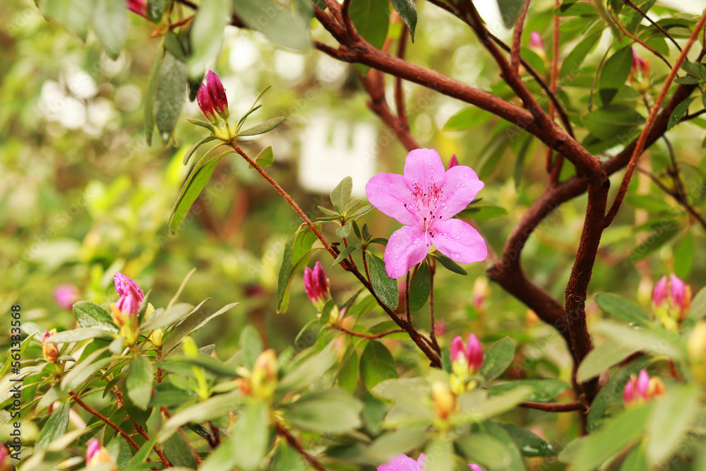Rhododendron indicum. A beautiful pink flower among greenery. Evergreen flowering shrub. Nature
