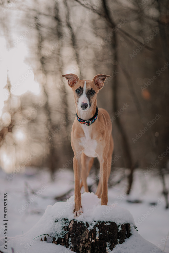 Suczka whippet brązowa pozuje do zimowego zdjęcia