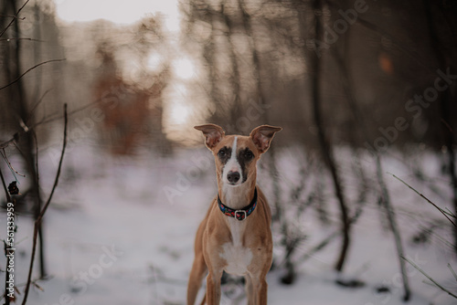 Obraz na płótnie Suczka whippet brązowa pozuje do zimowego zdjęcia w salonie