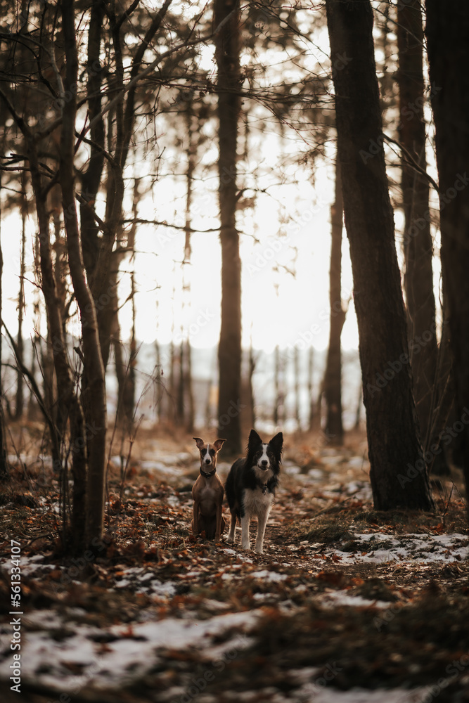Border Collie I whippet na wspólnym leśnym spacerze