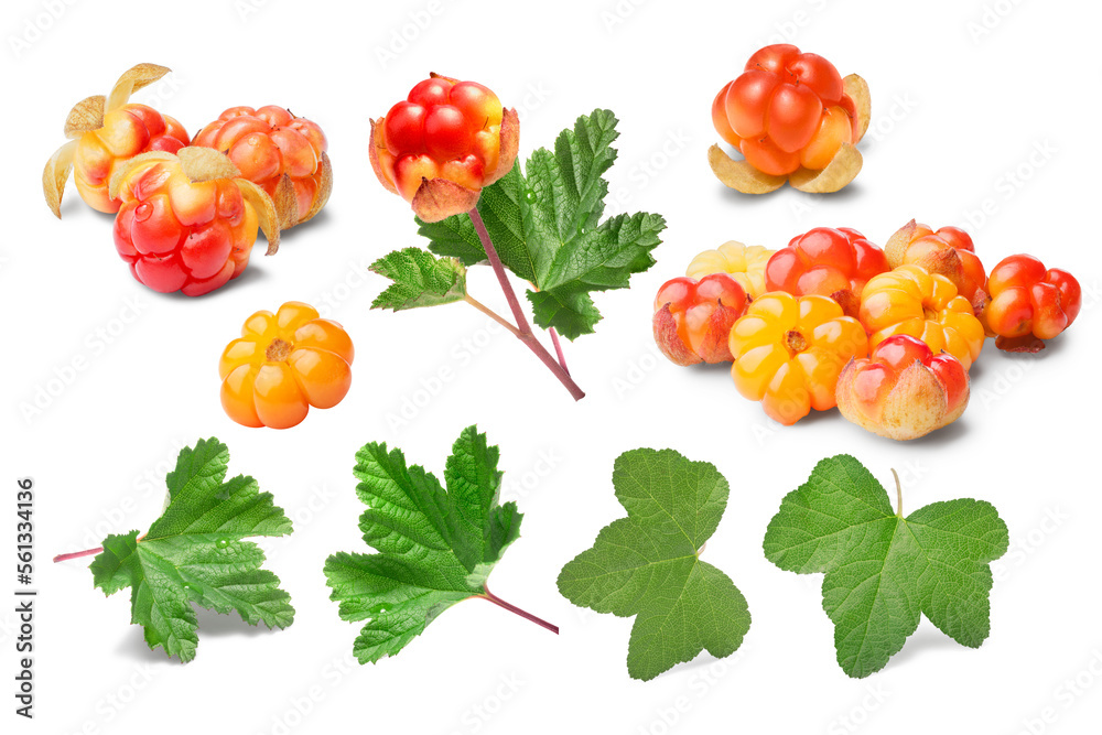Set of cloudberries (Rubus Chamaemorus) and leaves isolated png - obrazy, fototapety, plakaty 