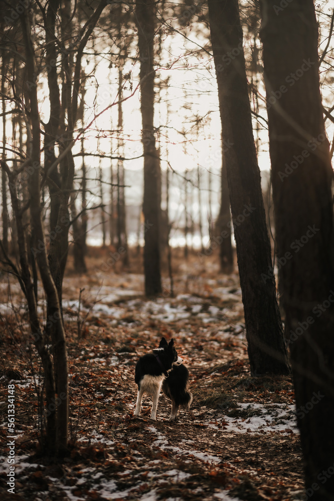 Pies border collie w lesie o ciepłym klimacie
