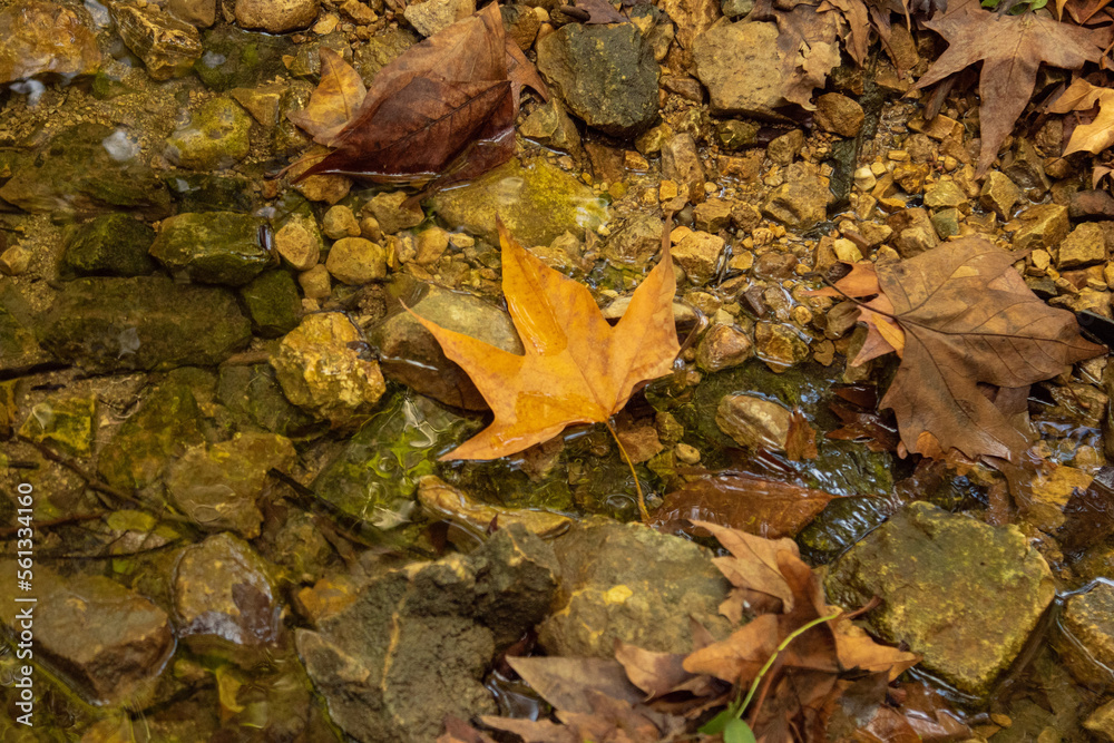 leaf forest in a fall leaf forest in a fall