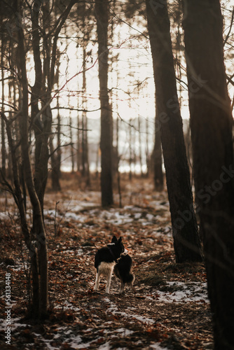 Obraz na płótnie Pies border collie w lesie o ciepłym klimacie w salonie