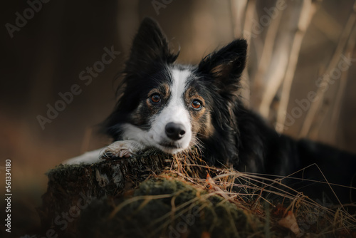 Obraz na płótnie Pies border collie kładzie głowę na pieniu drzewa w salonie