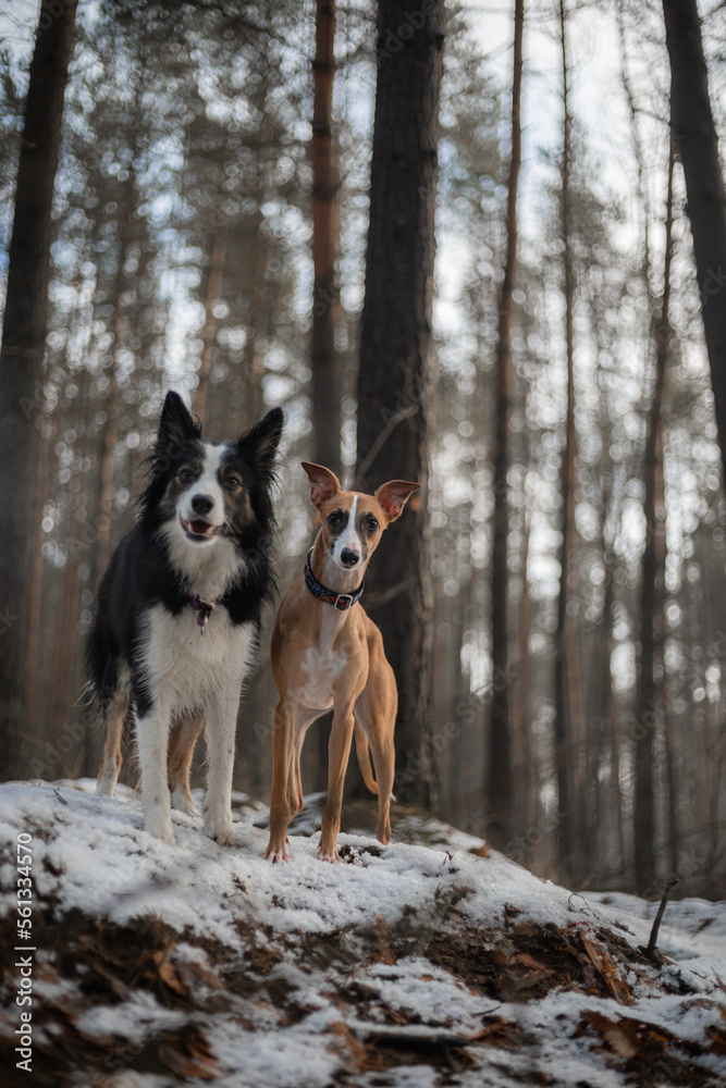 Border Collie I whippet na wspólnym leśnym spacerze Border Collie I whippet na wspólnym leśnym spacerze