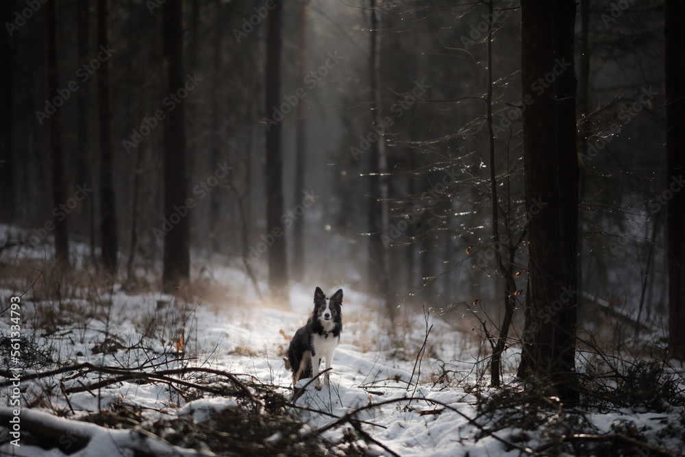 Pies border collie w ciemnym lesie w czasie zimy