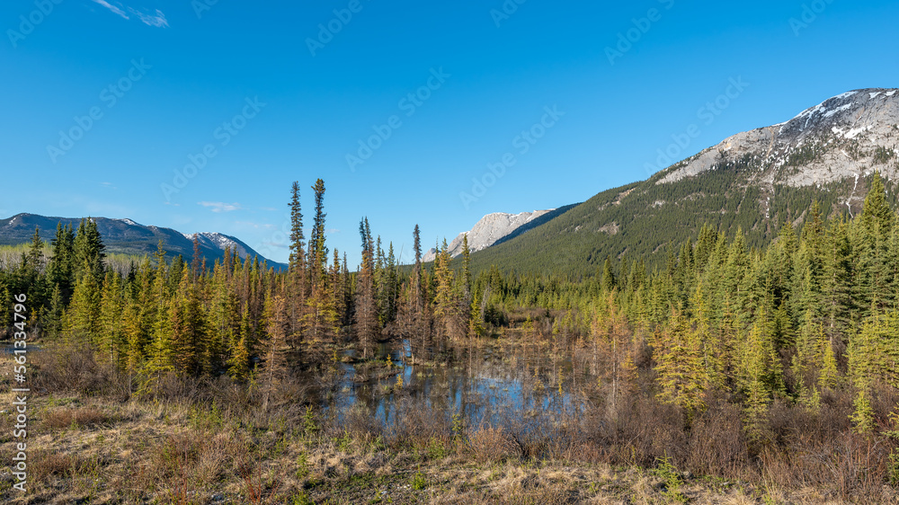 Wilderness area of Yukon Territory, Canada with creek, pond in view on beautiful blue sky day. 