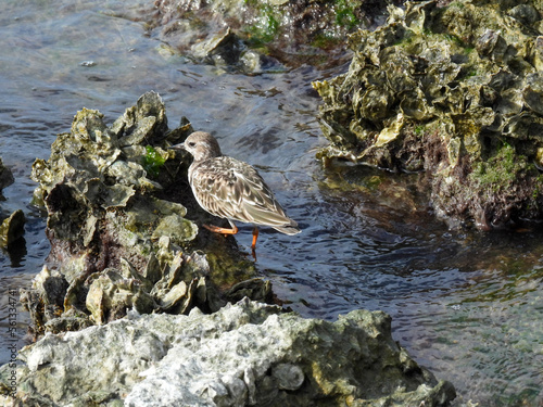 Ruddy turnstone showing non breeding plumage in Sarasota, Florida photo