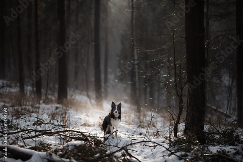 Obraz na płótnie Pies border collie w ciemnym lesie w czasie zimy w salonie