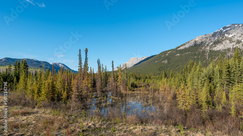 Wilderness area of Yukon Territory, Canada with creek, pond in view on beautiful blue sky day. 