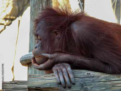 Photo A young captive orangutan in Tampa, Florida