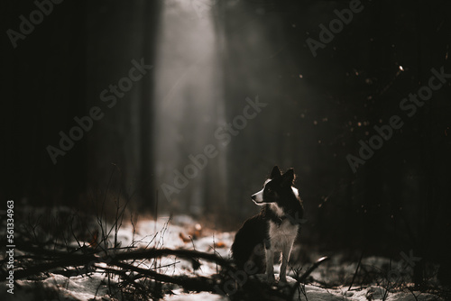 Obraz na płótnie Pies border collie w ciemnym lesie w czasie zimy w salonie