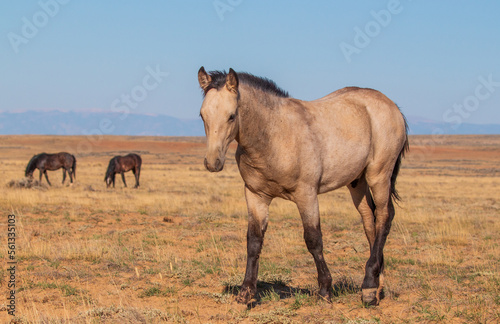 Wild Horse in Autumn in the Wyoming Desert © equigini