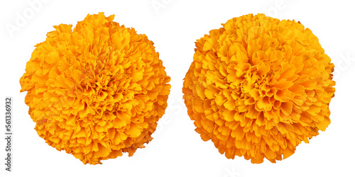 Orange marigold flower isolated on transparent background	