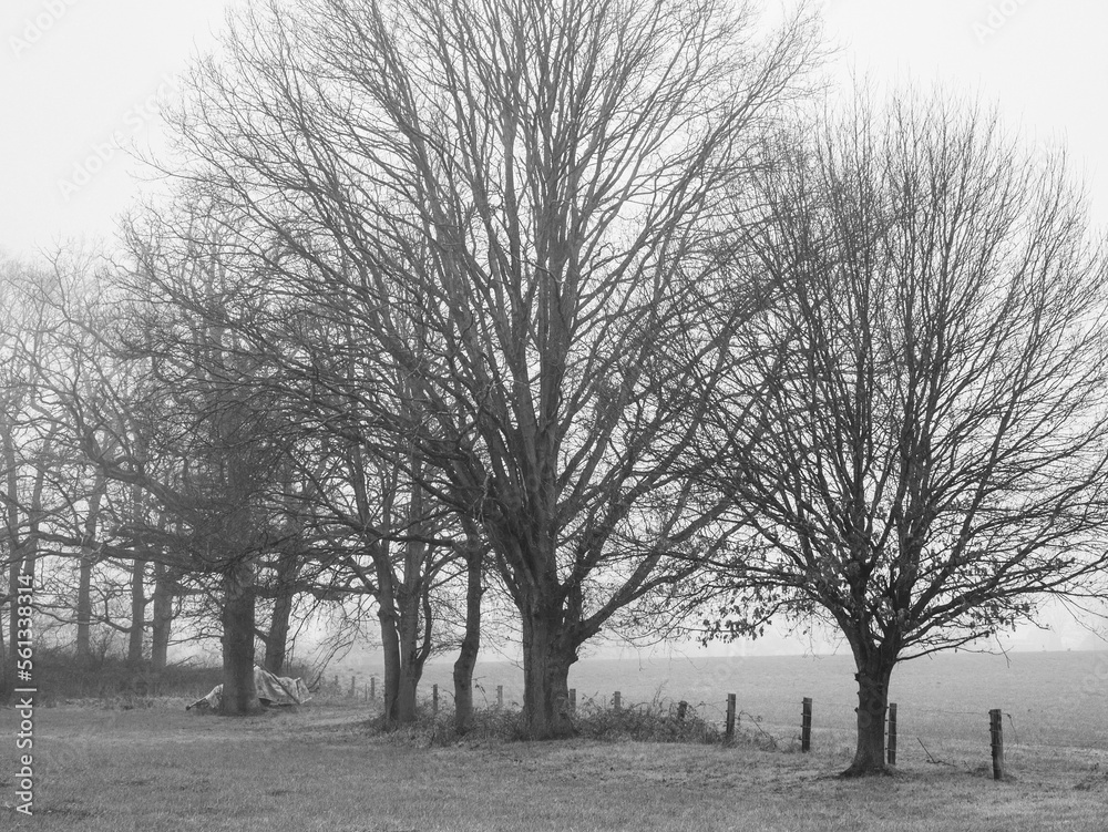 Naklejka premium Grayscale shot of