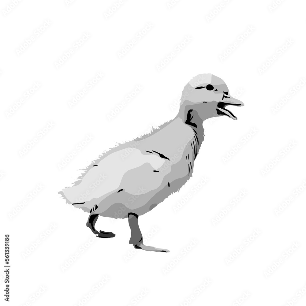 Fototapeta premium Sketch a black and white picture of a duck with a transparent background for learning to color