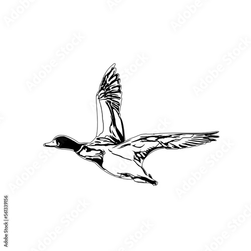 Sketch a black and white picture of a duck with a transparent background for learning to color