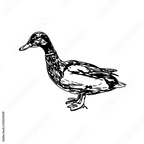 Wallpaper Mural Sketch a black and white picture of a duck with a transparent background for learning to color Torontodigital.ca