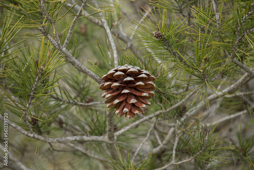 Una piña de pino