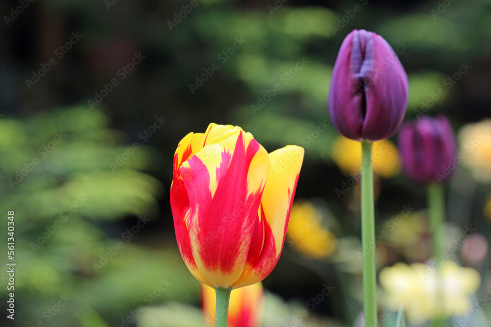 Fototapeta premium Tulips flowering in Spring 