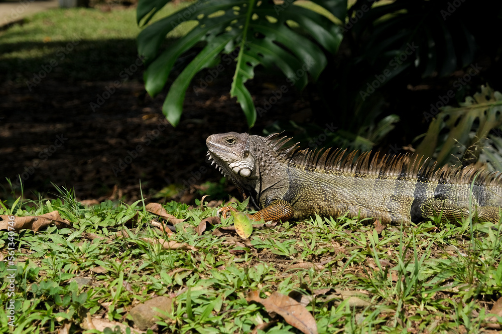 Close up iguana inside grass looking around. Selective focus. Close up iguana inside grass looking around. Selective focus.