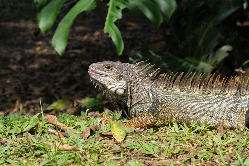 Close up iguana on the grass tongue outside. Selective focus. Close up iguana on the grass tongue outside. Selective focus.