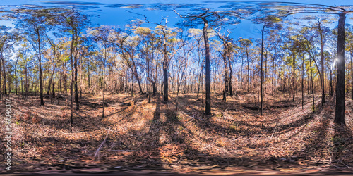 Spherical panoramic photograph of trees burnt by bushfire in the Blue Mountains