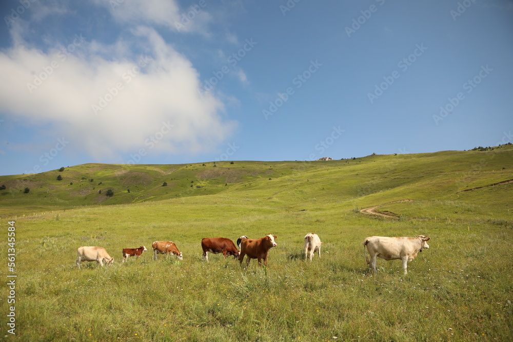 Plateau in northern Turkey. Cows grazing on the plateau.Dumanli Plateau Tokat Almus Turkey