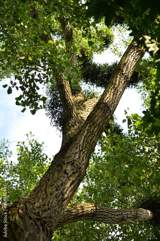 tree in the forest tree in the forest