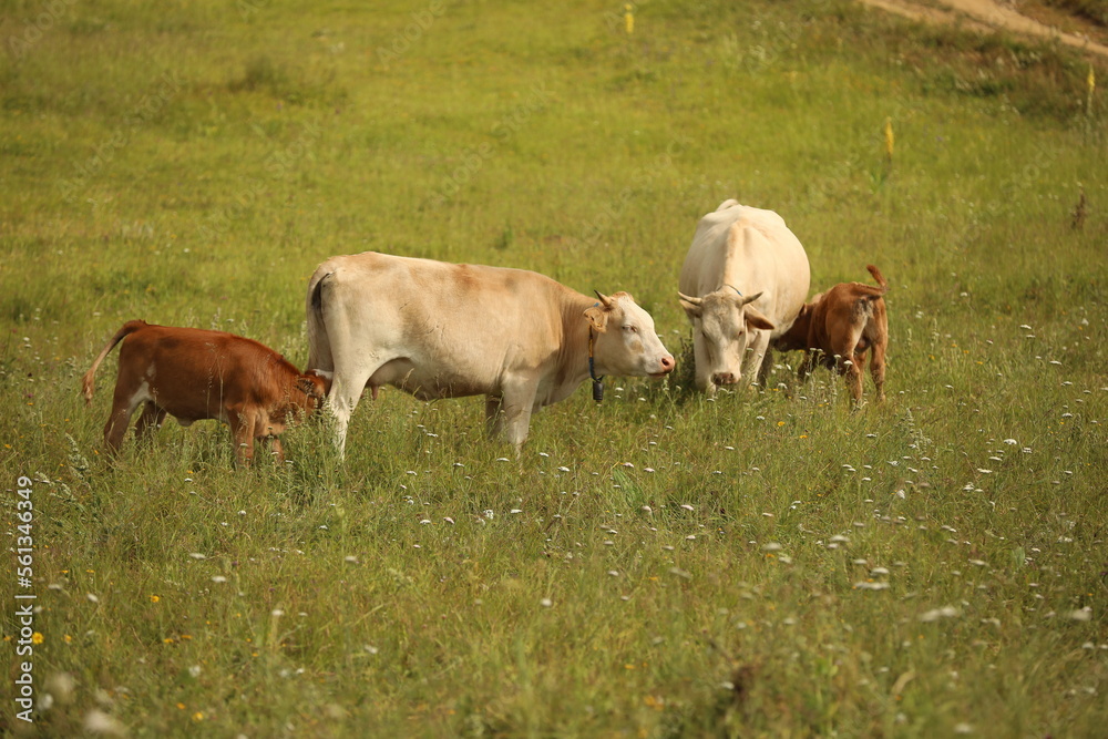 Plateau in northern Turkey. Cows grazing on the plateau.Dumanli Plateau Tokat Almus Turkey Plateau in northern Turkey. Cows grazing on the plateau.Dumanli Plateau Tokat Almus Turkey
