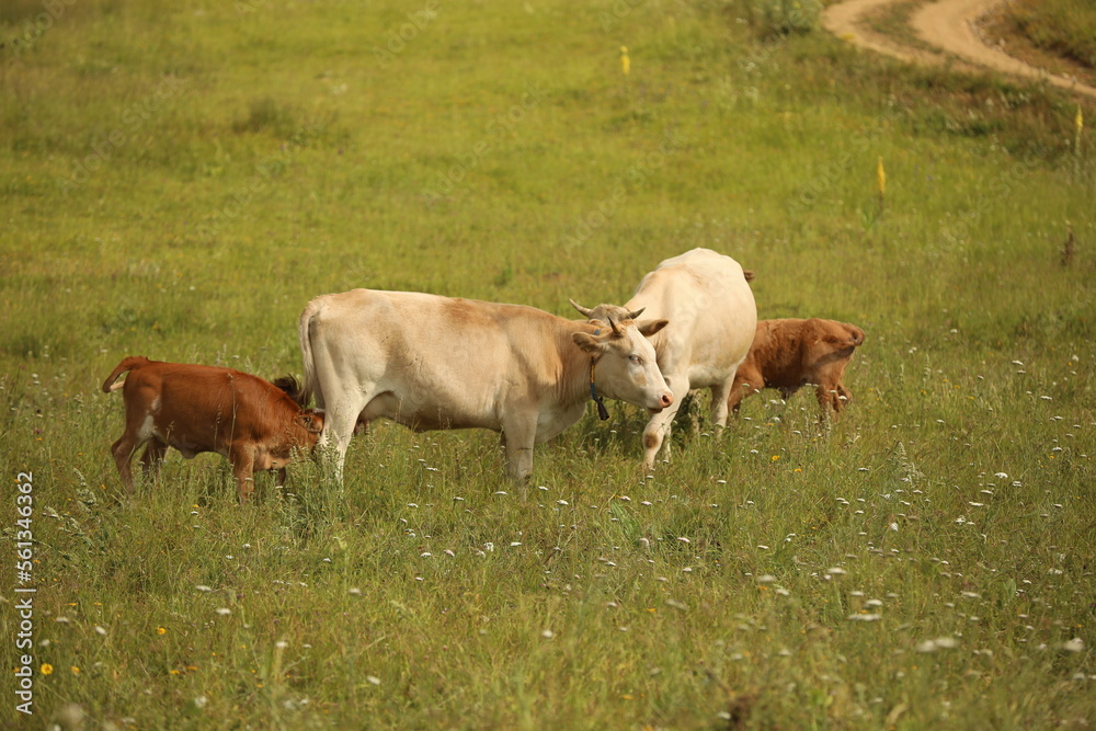 Plateau in northern Turkey. Cows grazing on the plateau.Dumanli Plateau Tokat Almus Turkey Plateau in northern Turkey. Cows grazing on the plateau.Dumanli Plateau Tokat Almus Turkey