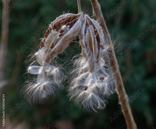 Opened milkweed seed pods hanging from branch