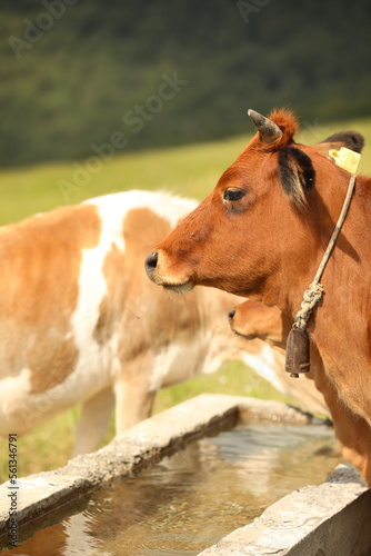 Plateau in northern Turkey. Cows grazing on the plateau.Dumanli Plateau Tokat Almus Turkey © develi