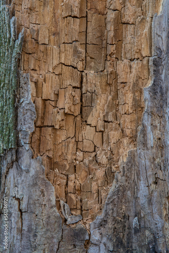 Tree stump rotting and chipping away background