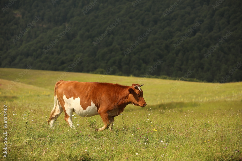 Plateau in northern Turkey. Cows grazing on the plateau.Dumanli Plateau Tokat Almus Turkey Plateau in northern Turkey. Cows grazing on the plateau.Dumanli Plateau Tokat Almus Turkey