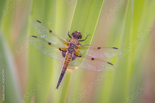  Four-spotted Chaser dragonfly (Libellula quadrimaculata) captured in detail sitting on a green reed leaf