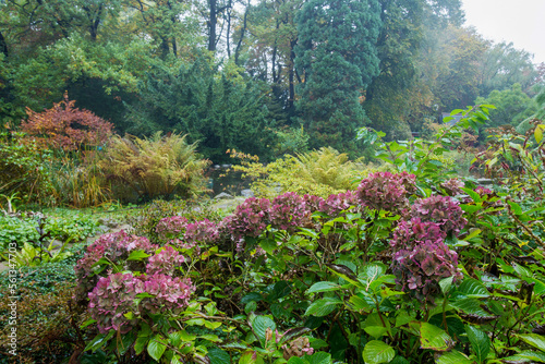 фотографія Hydrangeas flowers in foggy wether in japanese garden in Leverkusen