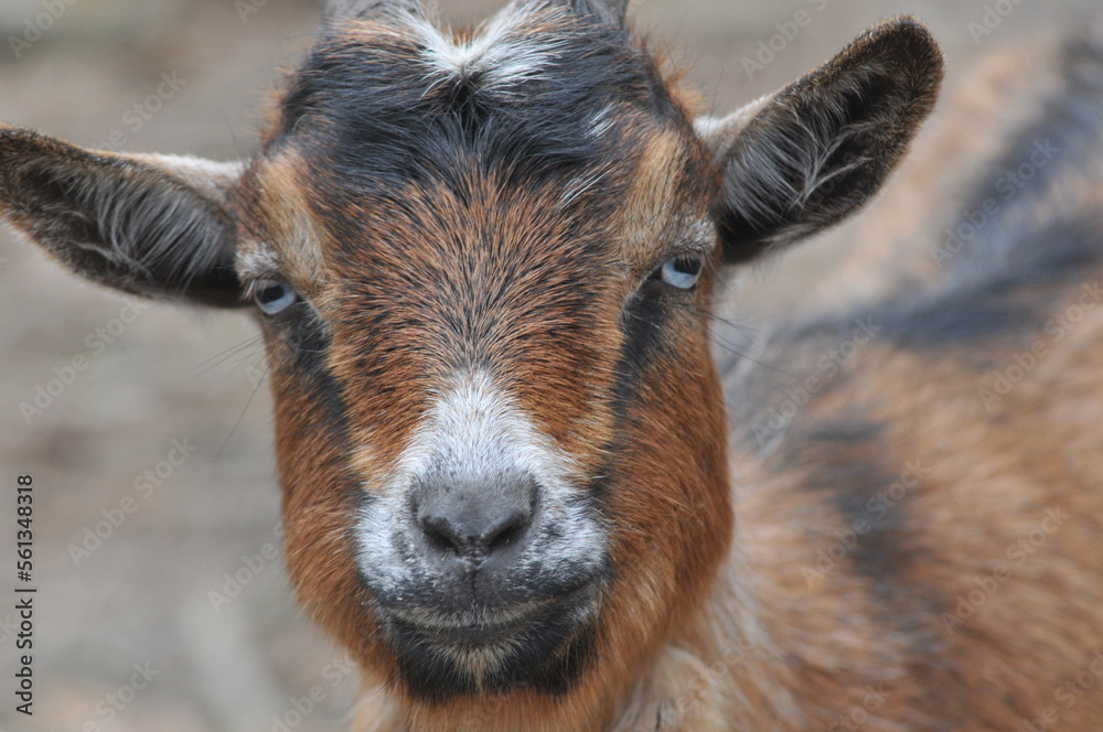 Close up of a brown goat